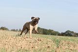 BULLMASTIFF 110